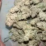 Gorilla glue auto numero dos
