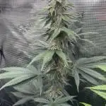 GGXGSC - GDP - SD