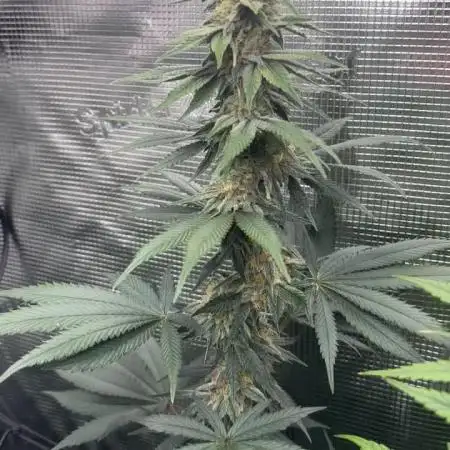 GGXGSC - GDP - SD