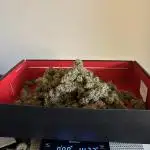 First grow