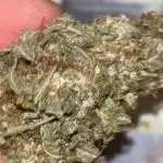 First grow