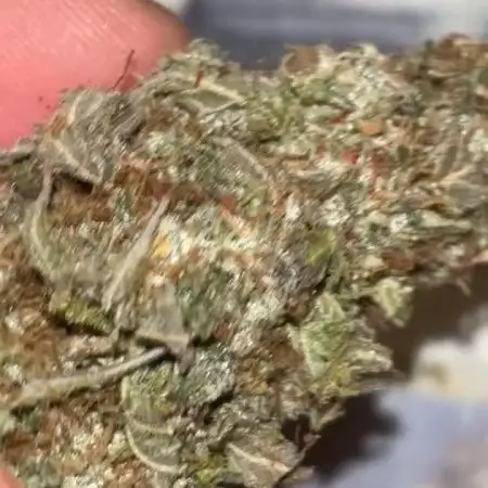 First grow