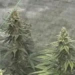 GGXGSC - GDP - SD
