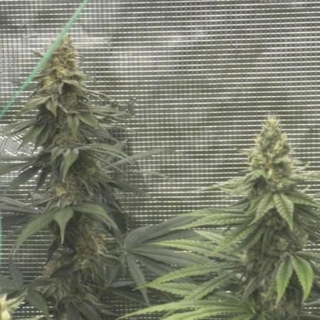GGXGSC - GDP - SD