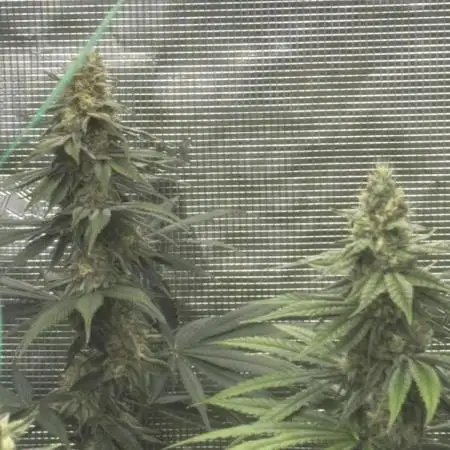 GGXGSC - GDP - SD