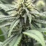 First grow
