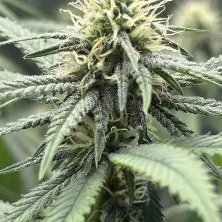 First grow
