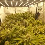 Big Grow