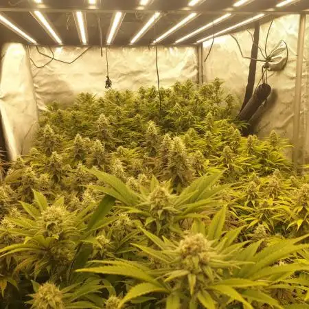 Big Grow