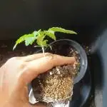 Big Grow