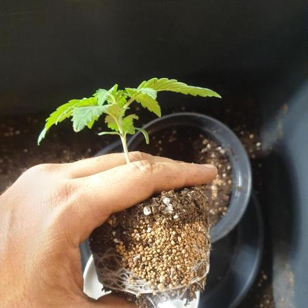 Big Grow