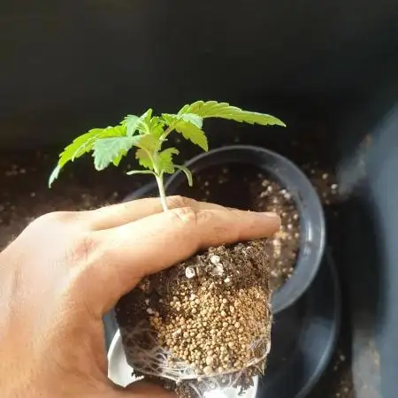 Big Grow