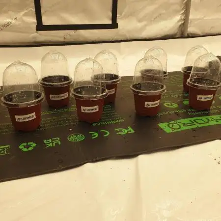 Big Grow