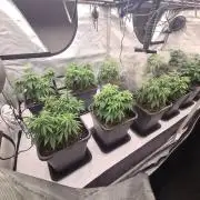 gorilla cookies/GG4 sherbet-420 fastbuds