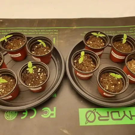 Big Grow