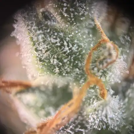 Green Crack Auto (Fast Buds)