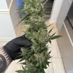 Green Crack Auto (Fast Buds)