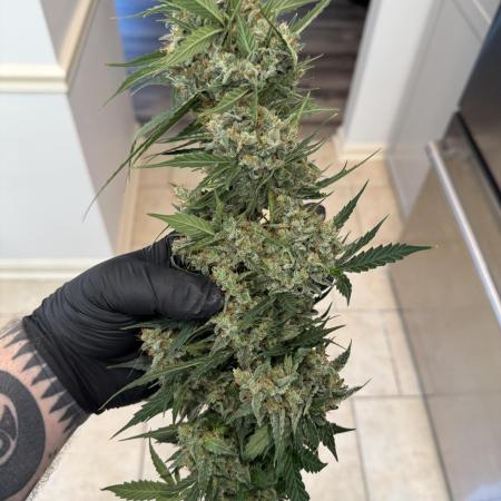 Green Crack Auto (Fast Buds)