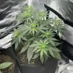 Green Crack Auto