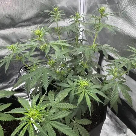 Green Crack Auto