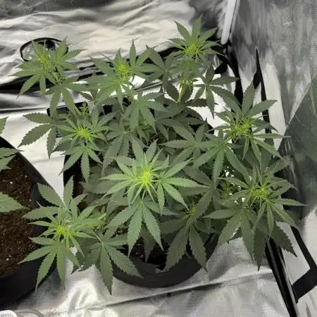 Green Crack Auto