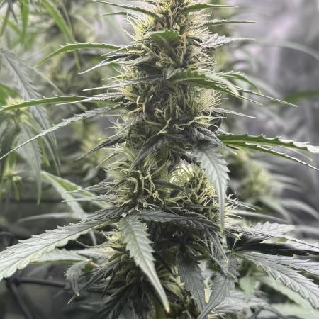 Green Crack Auto (Fast Buds)