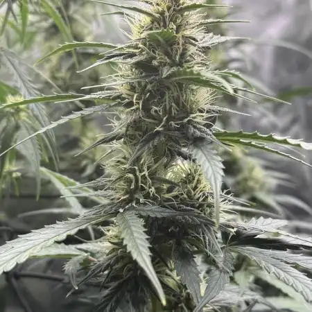 Green Crack Auto (Fast Buds)