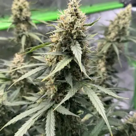 Green Crack Auto (Fast Buds)