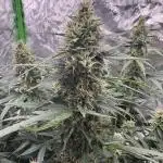 Green Crack Auto (Fast Buds)