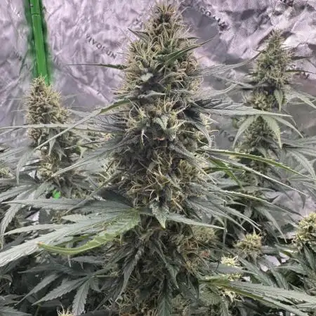 Green Crack Auto (Fast Buds)