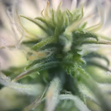 Green Crack Auto (Fast Buds)