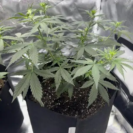 Green Crack Auto