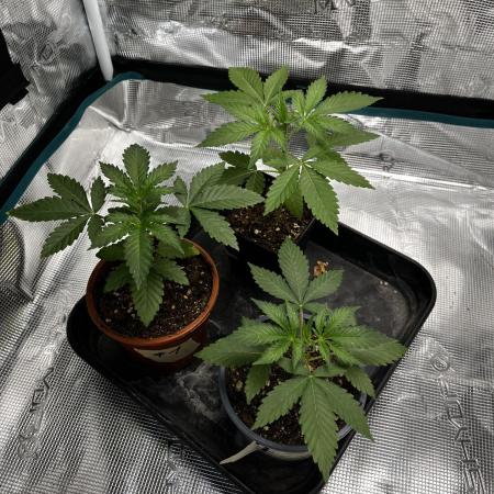 Tropicana Cookies Purple // Royal Queen