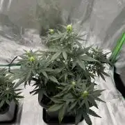 NorthernLights Auto