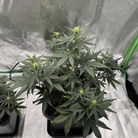 NorthernLights Auto