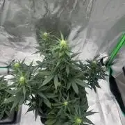 NorthernLights Auto