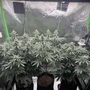 Tropicana Cookies Purple // Royal Queen