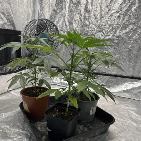 Tropicana Cookies Purple // Royal Queen