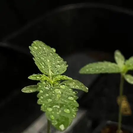 Tropicana Cookies Purple // Royal Queen