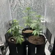 Tropicana Cookies Purple // Royal Queen