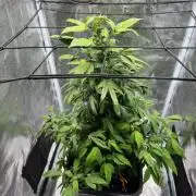 Re-Vegging zu Reflowering TAX Bracket