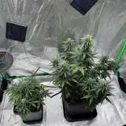 NorthernLights Auto