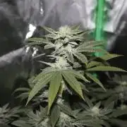Zoap WizardTrees