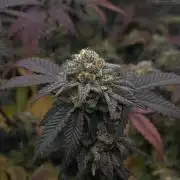 TAX Bracket #5