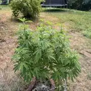 TAX Bracket #7 Outdoor