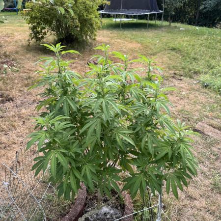 TAX Bracket #7 Outdoor