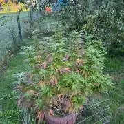 TAX Bracket #7 Outdoor