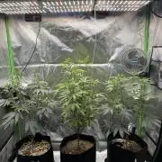 Tropicana Cookies Purple // Royal Queen