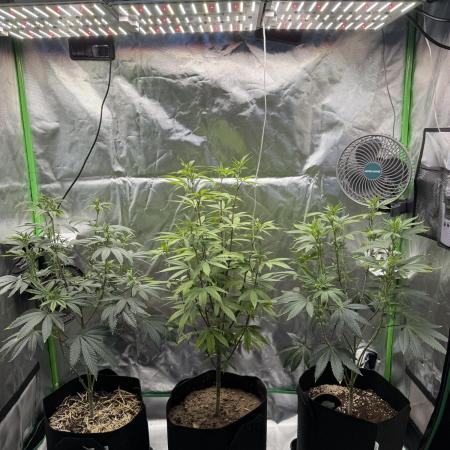 Tropicana Cookies Purple // Royal Queen