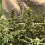 Tropicana Cookies Purple // Royal Queen